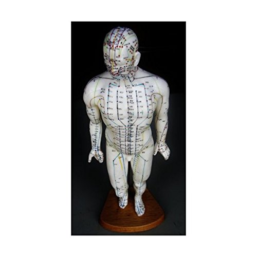 Modelo Anatomía profesional médico acupuntura macho 46cm 18" it-092Angelus
