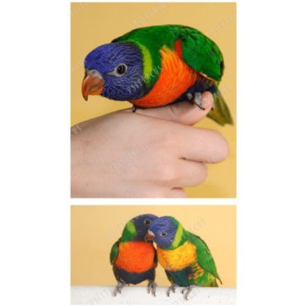 PSITTACUS CATALONIA, Pet Feeding - 1000 gr - Image 3