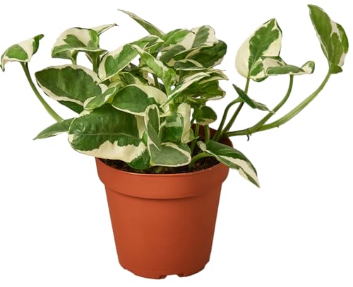 Pothos N'Joy Live Plant - Epipremnum aureum 'n'joy' - Variegated