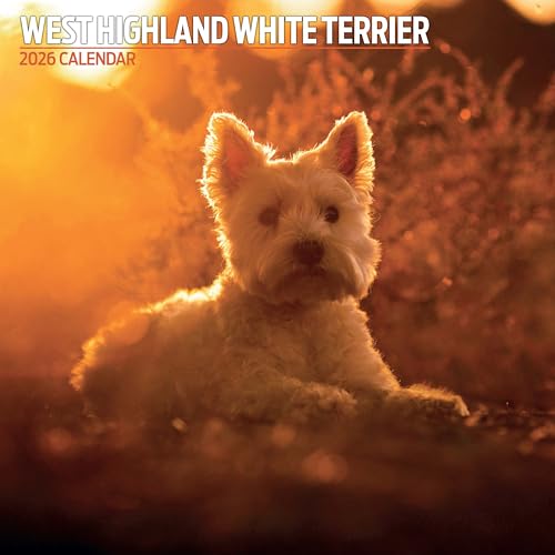 West Highland White 2026 Traditioneller Kalender