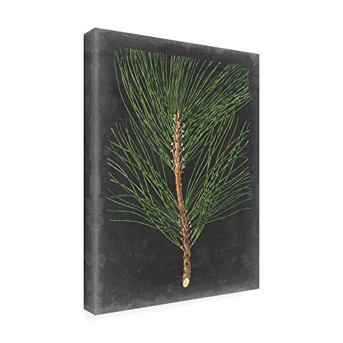 Trademark Fine Art Dramatic Pine I by Vision Studio, 14x19 by Trademark Fine Art - Image 2