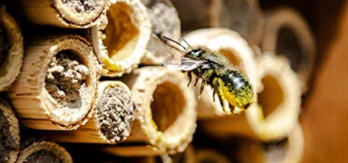 Mason Bee House - Handmade Usa Natural Elderberry Bee Hotel - Bee Hive Attracts Peaceful Bee Pollinators To Enhance Garden Productivity #TOP3