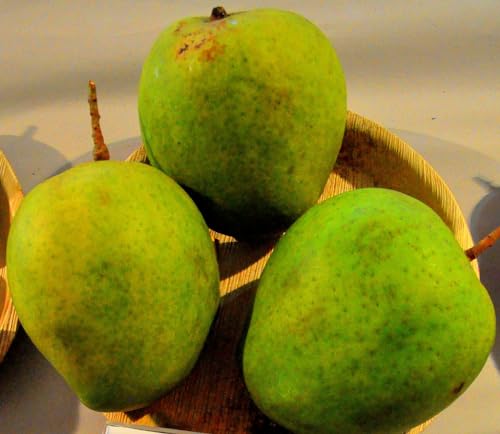 Image of Kothapalli Kobbari Mango Plant Premium Fresh And Tasty Mangoes Fruit After 2-3 Years Hybrid 1 Healthy Live Plant (Grafted Plant, 2-3 Feet Height)