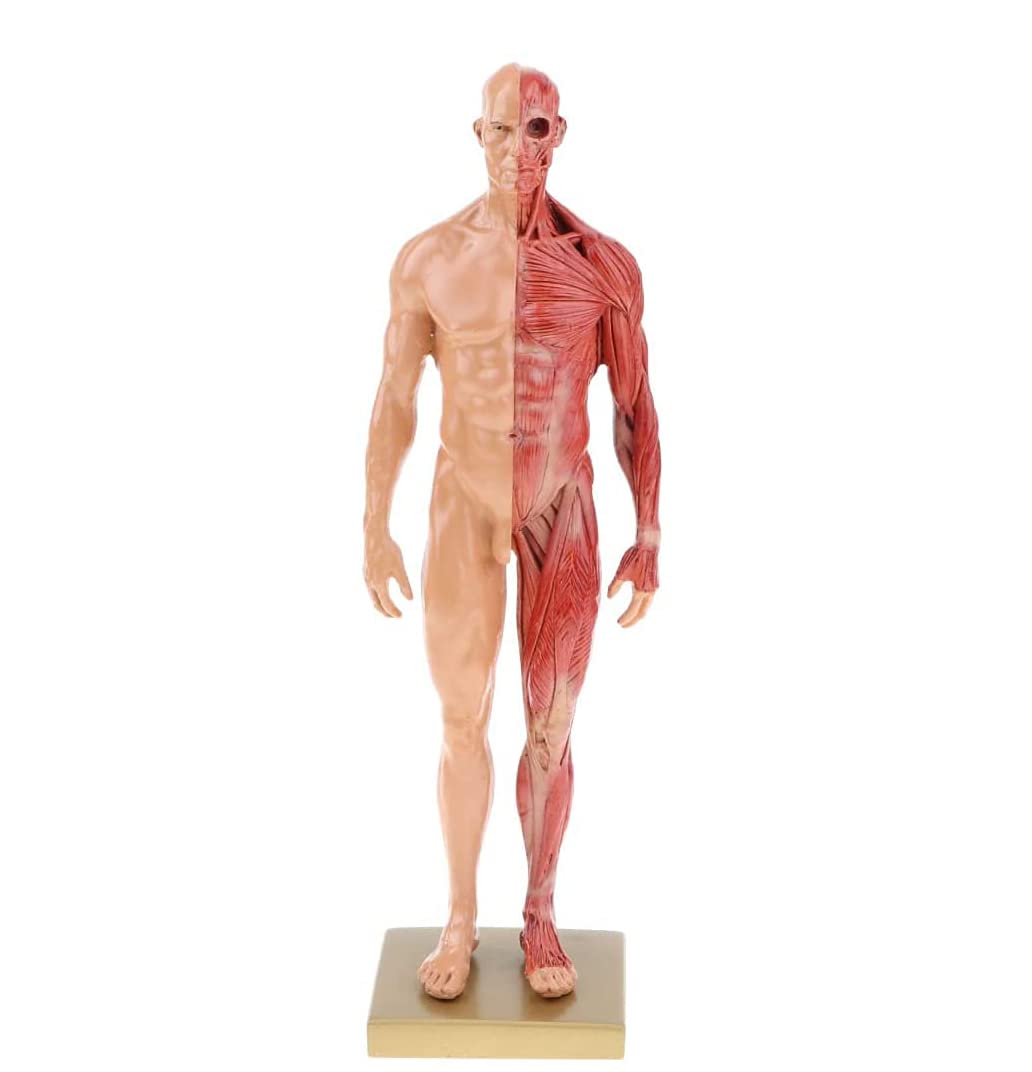 Amazon.co.jp: 1/6 等身大 30cm 男性 女性 樹脂製 人体解剖学