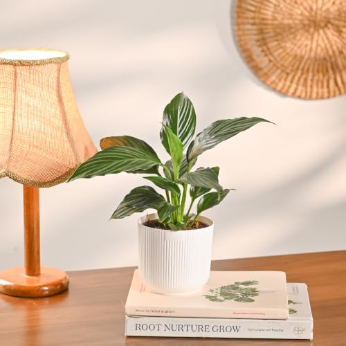 Image of UGAOO Combo of 3 Indoor Plants with Ibiza Pot - Money Plant Golden (Yellow), Jade Plant (Mocca) & Peace Lily (White) | Low-Maintenance Home & Office Decor for Living Room, Bedroom & Desk