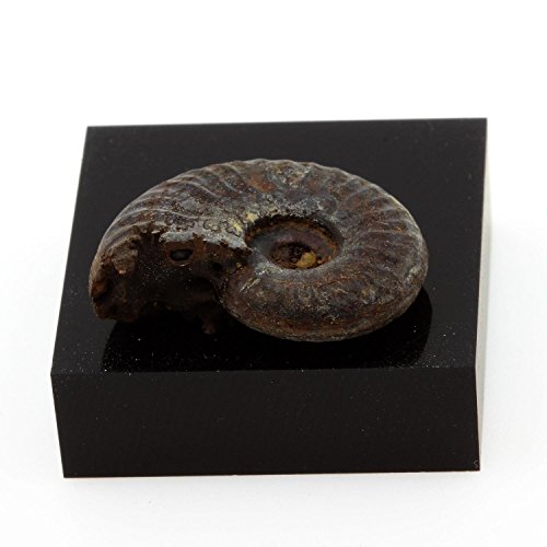 Ammonite Fossile. 27.4 ct. barjac, Gard