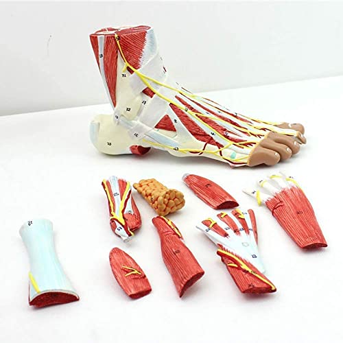 CMODEL Ausbildung Simuliertes anatomisches Farbmodell Sch?del, Modell, asiatische Modelle Standardmodell 22 Abnehmbares Skelett Menschliches Skelettmodell Cover