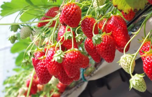Red Strawberry Seed 2000+ Seeds For Planting #TOP3