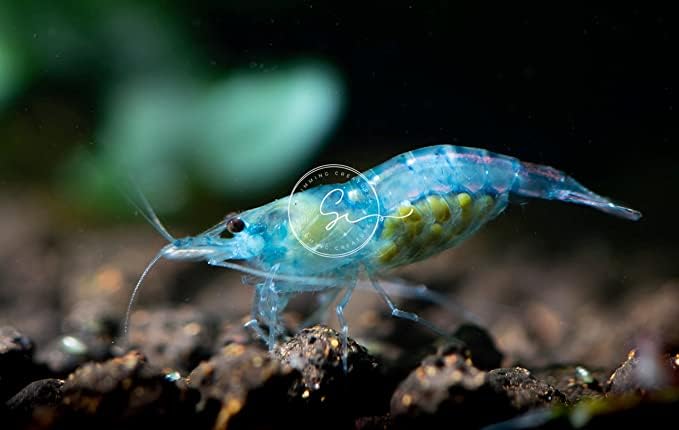 Premium Amano Shrimp (Caridina) – High-Grade Live Freshwater Aquarium Shrimp, Healthy & Vibrant