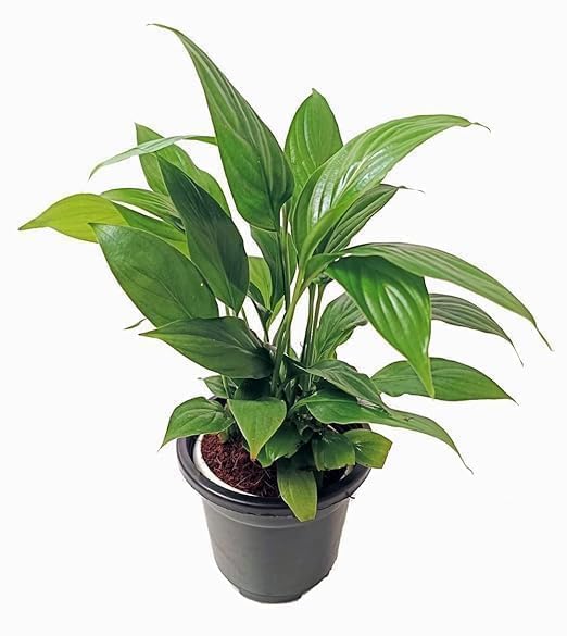 Image of Peace Lily Combo Live Plant with Pot | Spathiphyllum Indoor Flowering Air Purifying Houseplant | Low Maintenance Indoor Plant for Home Office Living Room Bedroom Balcony Decor | Pack of 2