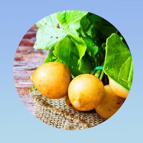 10 grammes de graines radis zlata - plus de 800 graines -Planète graines - RADIS JAUNE