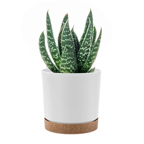 PAFEN Runde Blumentopf 1,2l Zylinder Pflanzkübel - 13 x 13cm - Blumenkübel mit Untersetzer Rund Übertopf, Weiß