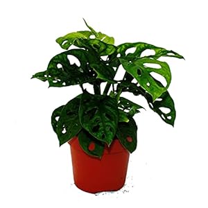 Exotenherz Monstera Monkey Mask Fensterblatt - 12cm Topf
