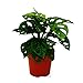 Produktbild Fensterblatt - Monstera "Monkey Mask" - 12cm Topf