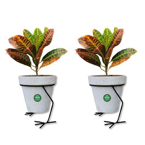 See full amazon price history chart for TrustBasket Hen Planter Stand - Set of 2 TrustBasket Hen Planter Stand - Set of 2 (B07M8CNDYR) Amazon Price History, Amazon Price Tracker