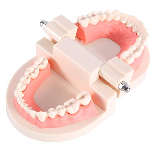 Standaard Tandheelkundige Tanden Model Kinderen Demonstratie Tanden Borstelen Model Tandheelkundige Gereedschap Valse… - Image 6