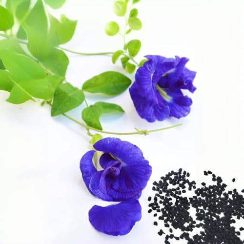 100+ Butterfly Pea Flower Seeds HOA Dau Biec Organic Clitoria Ternatea for Home Garden Blue Butterfly Pea Asian Pigeonwings Tropical Vine Plant Perfect for Tea Landscaping and Decorations