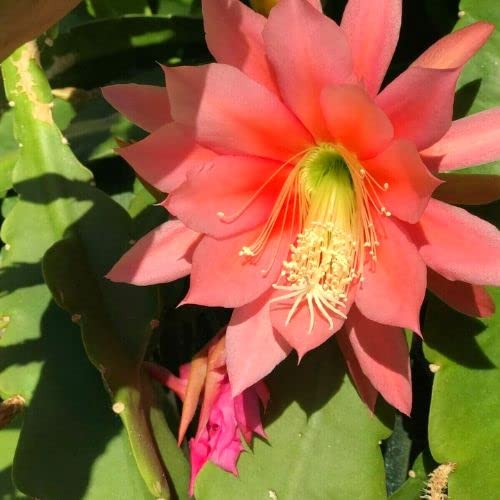 Pink Epiphyllum Orchid Cactus Cutting, Succullent Plant Live, 8 Inches To 10 Inches Long #TOP4