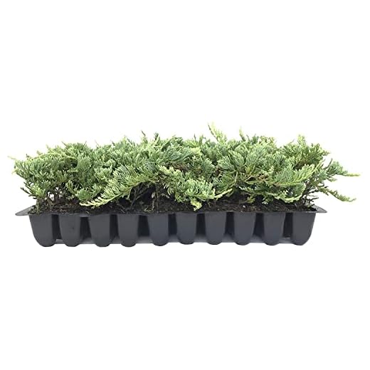 Blue Rug Juniper - 60 Live Plants - Drought Tolerant Cold Hardy Evergreen Ground Cover