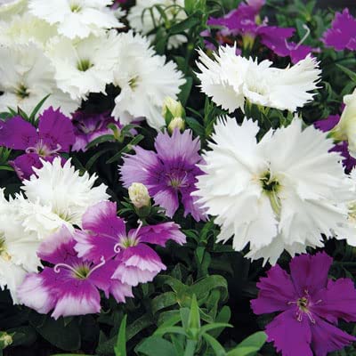 SRI SAI FORESTRY Dianthus Seeds - Diana Lavendina Mix Seeds - Dianthus Flower Seeds Mixed Color (B0C4W3Z3RW) Amazon Price History, Amazon Price Tracker