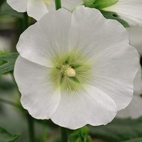 Thompson & Morgan Halo White Hollyhock Seeds Cover