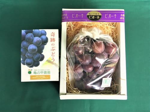 [ぶどう]高級ぶどう[農薬・化学肥料不使用] 1房(600-700g)│ フルーツ 葡萄 ピオーネ 有機 無農薬 果物 フルーツ 有機JAS認証 F6L-920
