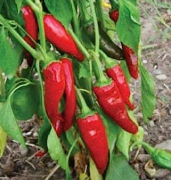 50 Seeds, Guajillo pepper, Capsicum annuum Mirasol Chili Chile Mild Sweet Chilli: Seeds Only