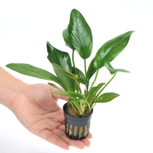 ゆ*う様 アヌビアス　ハスティフォリア　DEHANE 2018カメルーン便 Amazon.co.jp: （水草）アヌビアス ハスティフォリア（1ポット分