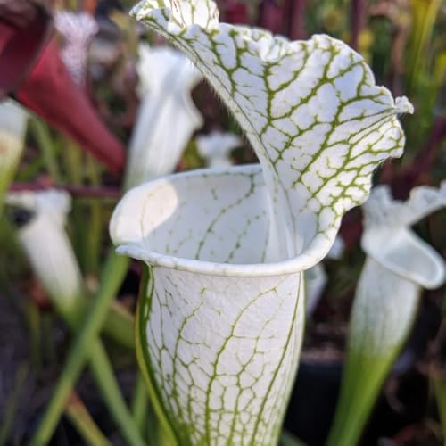 sarracenia purpurea - fleischfressende - blumendeko schlauch winterhart zimmerpflanzen blumenbeet 100samen