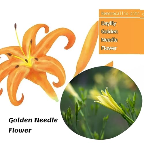 Flores de Lirio Secas Premium 200g Ingrediente versátil miniatura 2