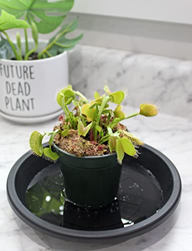 Large Venus Fly Trap Live Plant, Big Green Dionaea Muscipula Carnivorous Plant For Container Gardening, W/Custom Potting Mix #TOP1