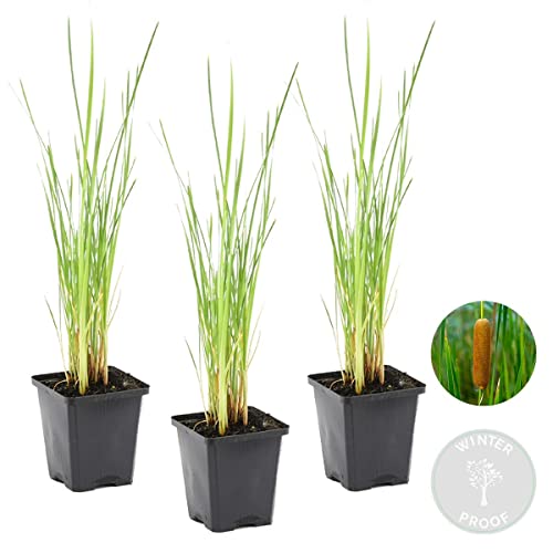 Röhrchenflaschen | Typha 'Angustifolia' 3x - Teichpflanze im Gartentopf cm9 cm - ↕15 cm - Image 3