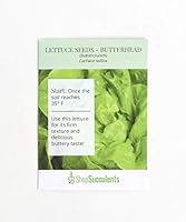 Algopix Similar Product 4 - Shop Succulents Butterhead Lettuce