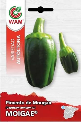 SEMILLA AUTOCTONA PIMIENTO DE MOUGAN