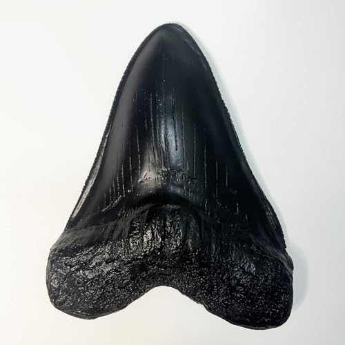 Image of Carcharodon Megalodon Tooth Replica with Serration-Shark Teeth Fossil Collection,5.1 inches (Black)