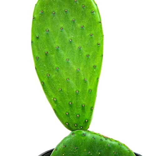 Cactus Outlet - Nopal Prickly Pear Cactus Plants Live - Live Cactus Plants - Nopal Cactus Plant Live - Prickly Pear Plant Live - Landscape Ready Cactus Plants Live Delivered Right to Your Door - Thumbnail 5