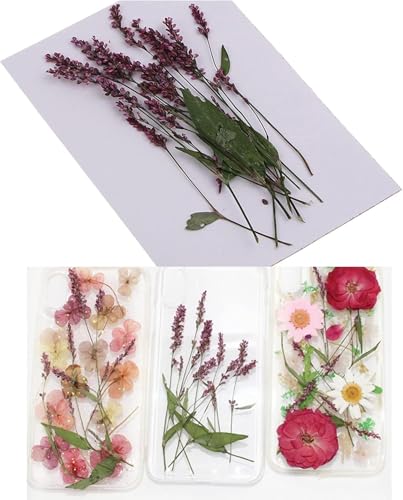 12 piezas flores secas naturales para decoración DIY miniatura 4