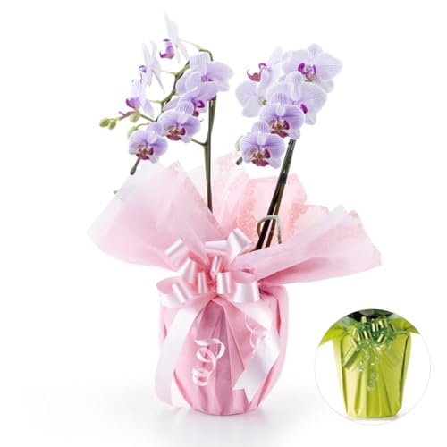 bloomee(�u���[�~�[) �Ӓ���(����) �~�f�B 2�{����14�ֈȏ�(���[�X�C�G���[) ���j�� �v���[���g �� ���� �Ӓ��� �M�t�g �J�X �J�@ �J�� �ړ] �A�C ���i ���I ������ ���蕨 �җ� ��� �䋟 ���Ε�