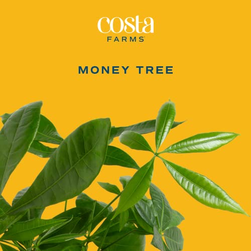 Costa-Farms-Money-Tree-Easy-to-Grow-Live-Indoor-Plant-Bonsai-Houseplant-in-Ceramic-Planter-Pot-Potting-Soil-Home-Decor-Gardening-Birthday-Mothers-Day-Gift-for-Mom-12-16-Inches-Tall 416BFYcU33L
