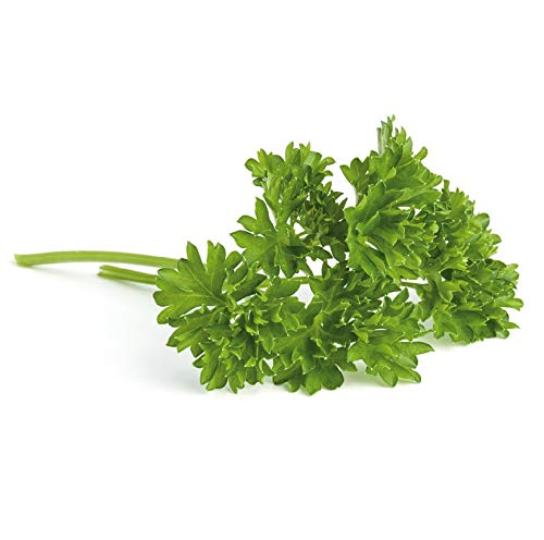 Peterselie Curly, Donkergroen - Afbeelding 5