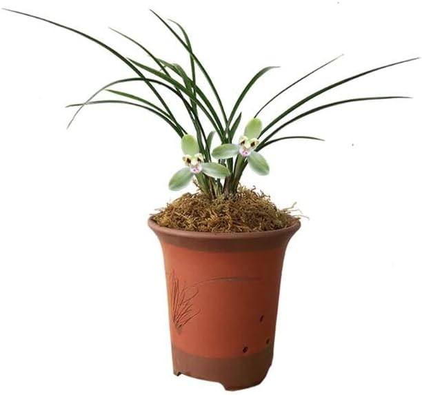 Live Orchid Plants 小打梅-Easy Care Orchids Air Purifying Live Houseplant Chinese cymbidium goeringii 春兰