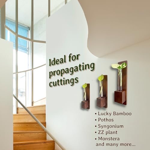 Image of Bombay Greens ; Sow, grow, eat, repeat Wall Planter|Wooden Plant Holder for Living Room|Eco Friendly Planter for Home Decor|Test Tube Planter for Office|Double Sided Tape Included (Set of 3)