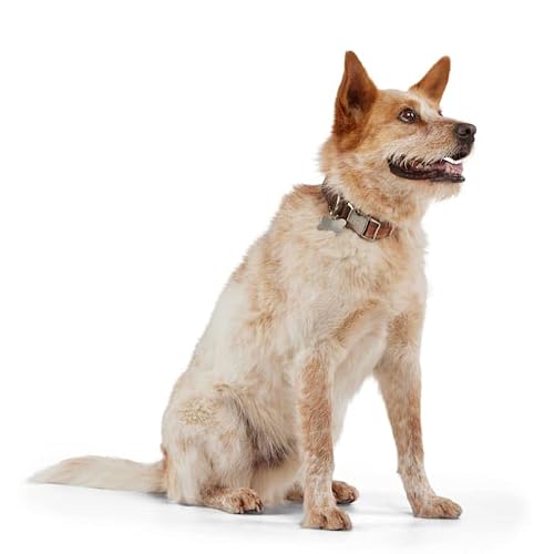 Reddy Stripe Dog Collar, Tan, Medium