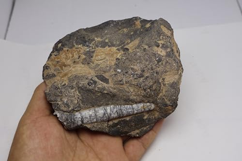 Image of Natural Orthoceras Fossil from Devonian Period Fossil from Morocco A313