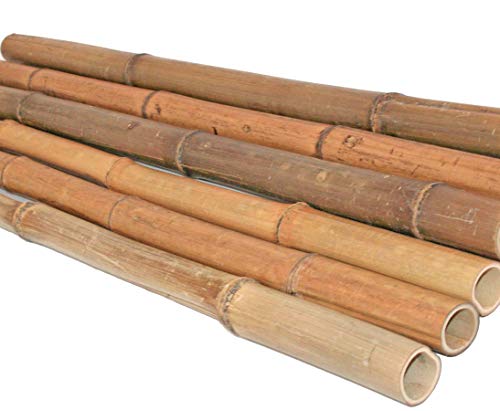 bambus-discount.com 1 Stück Bambusrohr 100cm hitzebehandelt mit dünnem 2,5 bis 4cm Durchmesser - 1m Madake Bambusstange Bambusstab gedämpft