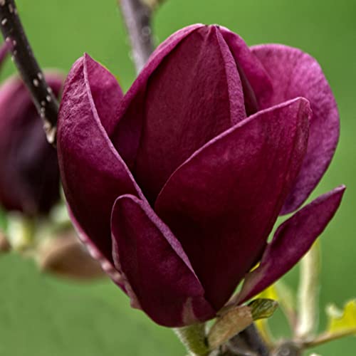 Magnolia Tree for Garden Genie Compact Deciduous Hardy Shrub Spring Flowering Scented Purple Blooms Easy to Grow Your Own Garden Flowers 1x 9cm Potted Plant By Thompson & Morgan (1)