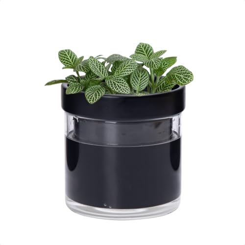 Phoenix Vine 4 Inch Self Watering Terracotta...
