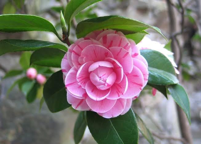 Pratshya Plant House PINK CAMELLIA FLOWER PLANT, Pack of 1 (B0CHZK1BTS) Amazon Price History, Amazon Price Tracker
