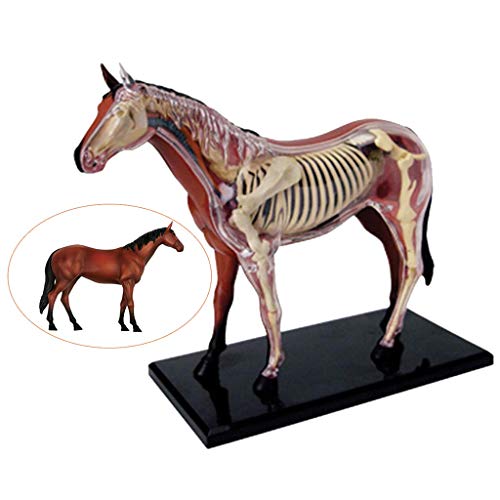 image for ALBB Medical Horse Anatomical Model - Animal Biology Skeleton Organ An