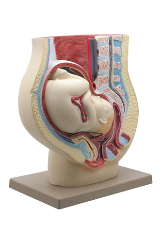 Image of Eisco Labs Human Pregnancy Pelvis Model with Removable Fetus - Hand Painted